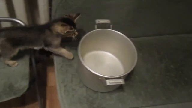 Смешные кошки. суп с котом