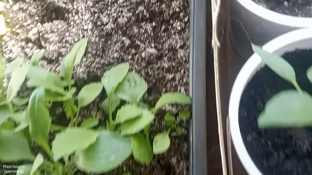 Эксперимент с удобрением смотреть онлайн