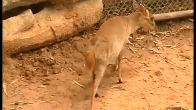 Гуанчжоу Китай Путешествия натуралиста смотреть онлайн