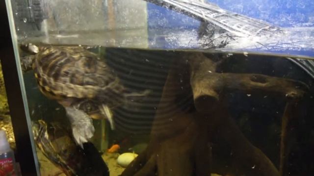 Если кошки не ловят мышей смотреть онлайн