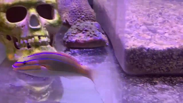 Stethojulis Bandanensis. Интернет магазин REEF EXCLUSIVE смотреть онлайн