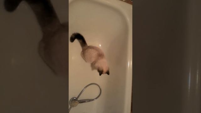 Кошка в ванной смотреть онлайн