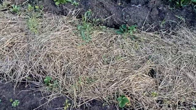 Дачный блог заканчивается лето. Все цветет и растет, особенно трава） смотреть онлайн
