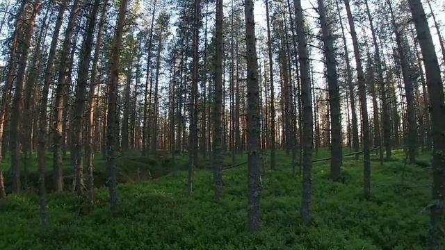 сплав в северной Карелии. интересные находки на копе смотреть онлайн