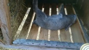 ДОХНУТ КРОЛИКИ...почему...?