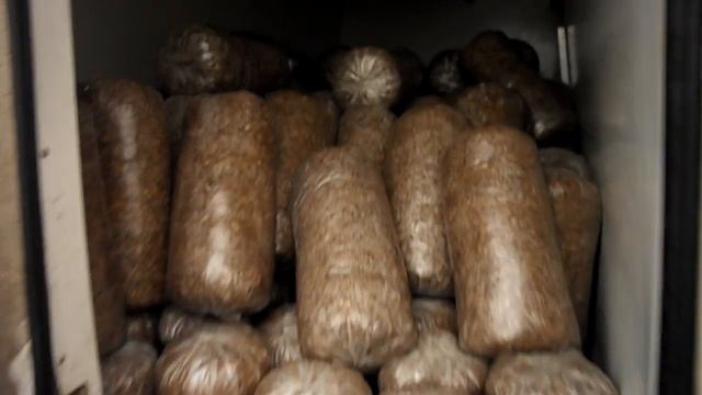 вешенка блоки 1,5т ПОЛТОРА тонны субстрата выглядят вот так +380661377579 смотреть онлайн