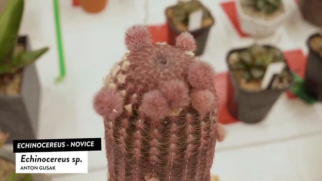 Cactus and Succulent Identification: Echinocereus rigidissimus v rubrispina - Cactus Identification смотреть онлайн
