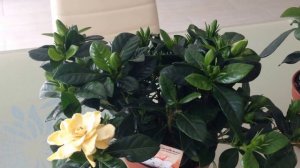 Гардения Жасминовидная Уход и Особенности