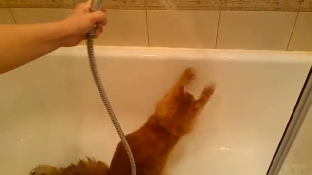 А говорят,что коты не любят воду. смотреть онлайн