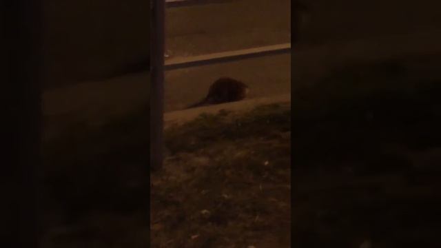 Неизвестное животное похожее на огромную крысу потрясло волгодонцев смотреть онлайн