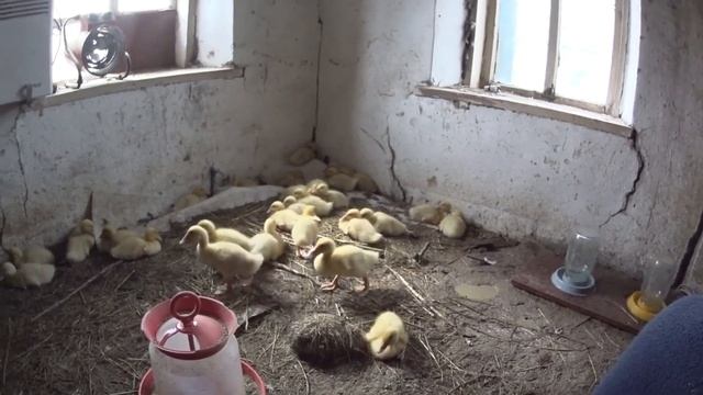 НАШ ПТИЧИЙ ДВОРИК?УТЯТА БЛАГОВАРСКИЕ?ДИКАРИ///ЦЫПЛЯТА? БИЛЕФЕЛЬДЕР?КУЧИНСКИЕ смотреть онлайн