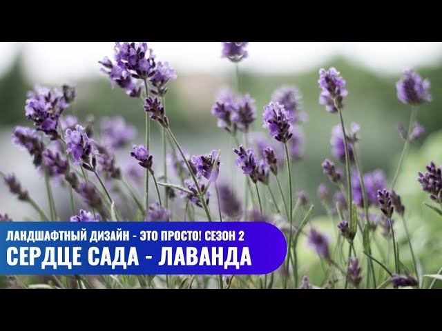 Сердце сада - лаванда // Ландшафтный дизайн - это просто! Сезон 2 смотреть онлайн