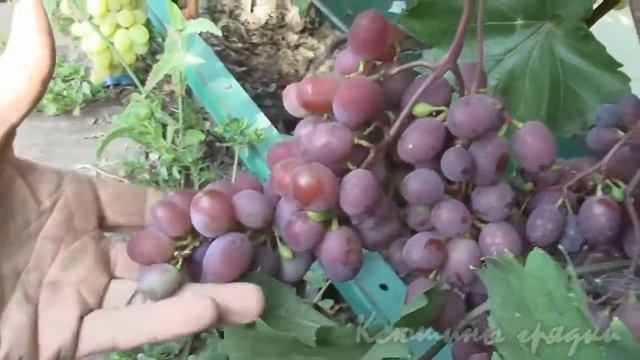 Созревающий виноград. Августин и Виктория смотреть онлайн