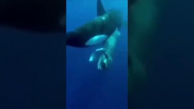 Детёныш горбатого кита стал жертвой косатки.. смотреть онлайн