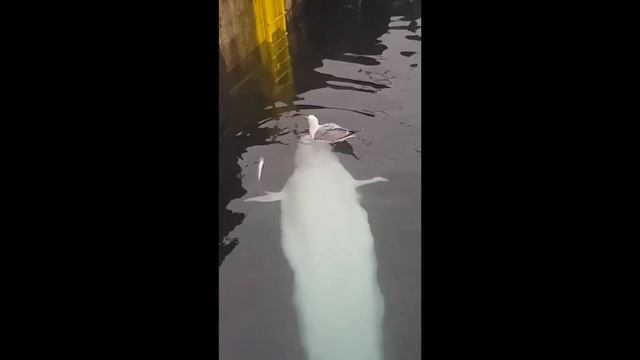 Белуха играет с чайкой смотреть онлайн