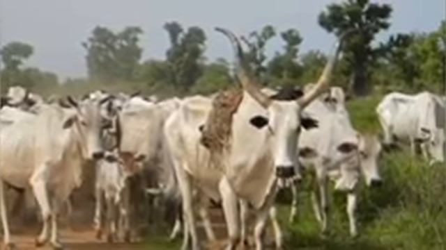 DELTA POLICE REÃCT 2 ALLEGED FULNAI J1HÃDI$TS INVASION OF ASABA, AGBOR! REAL TRØŪBLE 4 DELTANS смотреть онлайн