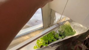 Экраны из фольги на окне и в горшке. Короткая видео- отвечалка