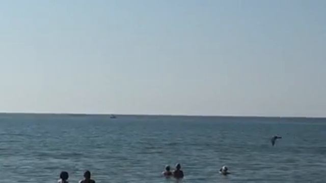 дельфины играют с людьми смотреть онлайн