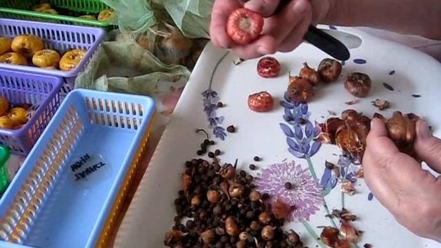 ГЛАДИОЛУСЫ. Готовим луковицы для посадки. Чистим луковицы. Парша и гниль на луковицах. смотреть онлайн
