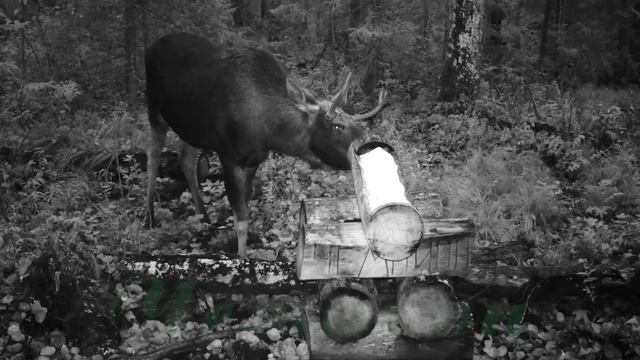 Фотоловушка Болигуард #20 Солонец №5 смотреть онлайн