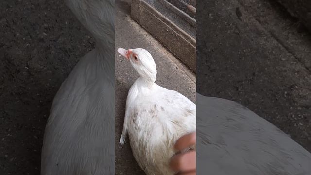 Что делать, если утка не может снести яйцо? смотреть онлайн