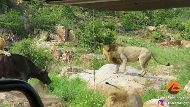 3 Lions Corner Buffalo With Broken Leg смотреть онлайн