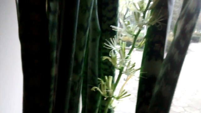 Сансевиерия зацвела!!!