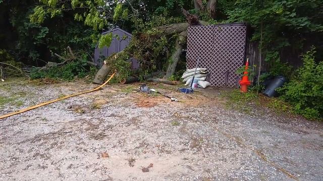 Бурная ночь в Балтиморе. Демонтаж/спил столетнего дуба смотреть онлайн