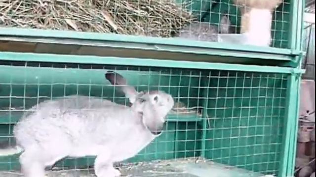 Клетка для общего содержания и окрола нескольких крольчих 