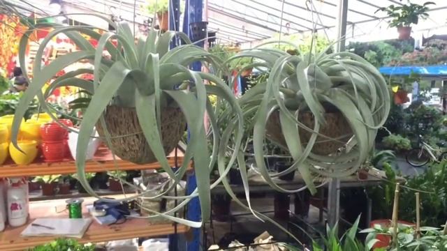 Air plant tillandsia xerographica смотреть онлайн