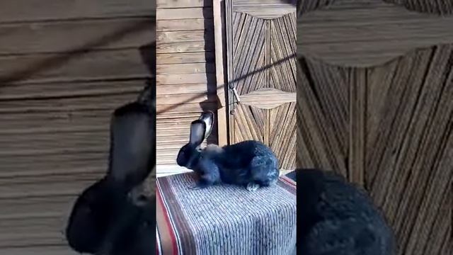 Кролики немецкий великан- агути смотреть онлайн