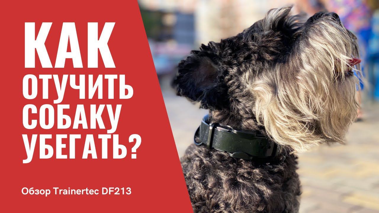 Обзор лучшего электрозабора Trainertec DF213 для собак | Amazin.su смотреть онлайн