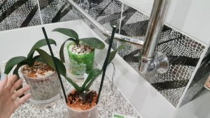 Орхидея в пеностекле - мои результаты. ? СУПЕР препарат для орхидей?