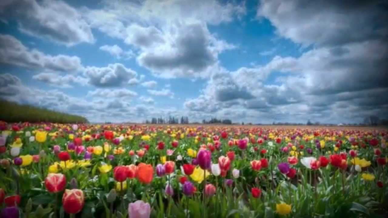 Мир контрастов - слайд-шоу из фотографий смотреть онлайн