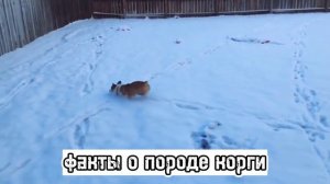 🐶факты о породе корги🐶
