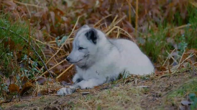 Arctic Fox facts ? White Fox ? Polar Fox ? Snow Fox ? small fox native to Arctic regions смотреть онлайн