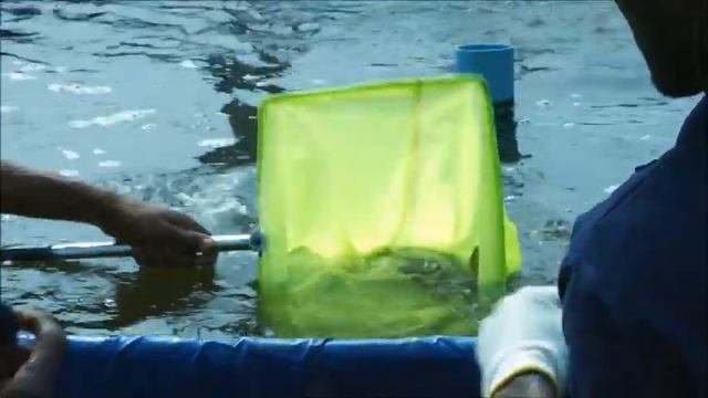Botswana Fish Farming (Aqua Culture) смотреть онлайн