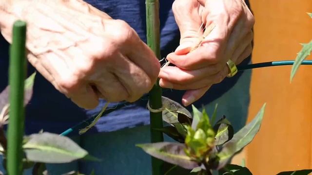 10 Ways to Support Floppy Plants Using Stakes, Twine, and Purchased Plant Supports смотреть онлайн