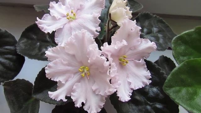 ФИАЛКИ/ ЧТО ЦВЕТЕТ/ МОИ НОВИНКИ? смотреть онлайн