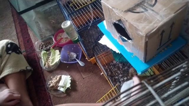 чем кормить крысу/каша для крыс/декоративные крысы смотреть онлайн