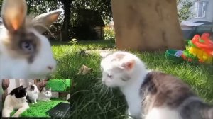 Эх...Мурзя...???Смотрим реакцию ихнию на старые видео у А-ну-ка Давай-ка.