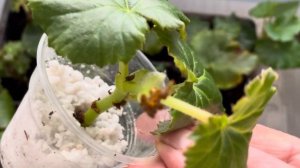 Идеальное черенкование бегонии