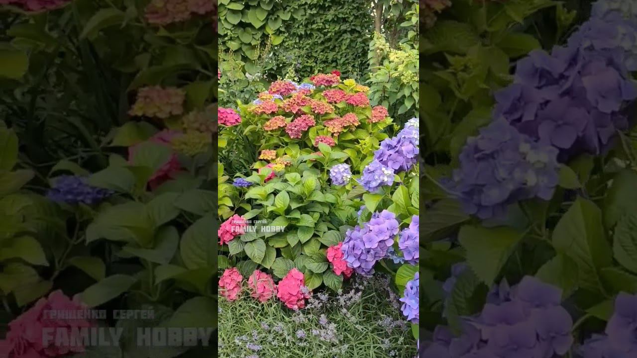 17 июля в нашем саду #гортензиякрупнолистная # смотреть онлайн