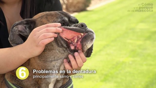 PERRO: 10 señales de vejez en los perros смотреть онлайн