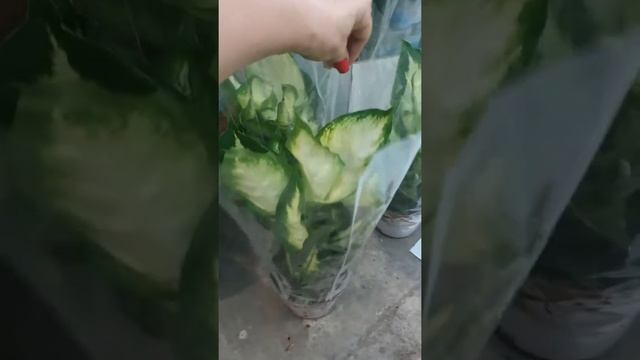 Диффенбахия в 12 горшке смотреть онлайн