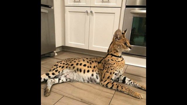 История сервала Шакиры Проект Аниты Serval Shakira