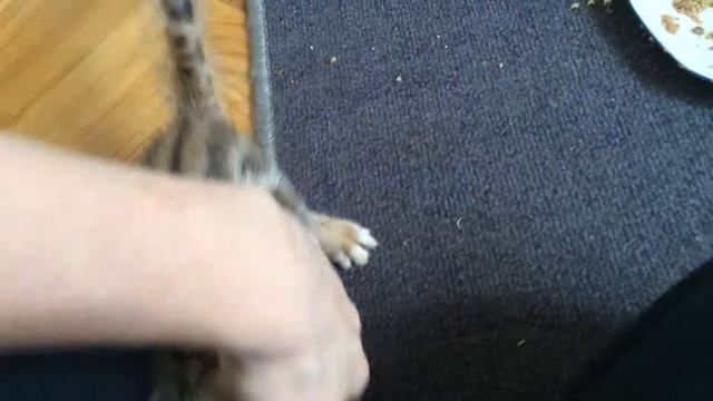 S*Neospride Cinnamon Bun 5 weeks смотреть онлайн