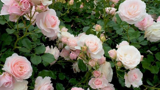 Keisei Rose Garden 2021 Spring. #京成バラ園 #rose смотреть онлайн