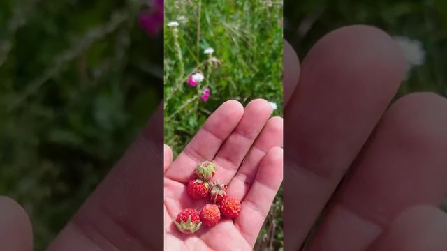 Лето - это маленькая жизнь 💚 смотреть онлайн