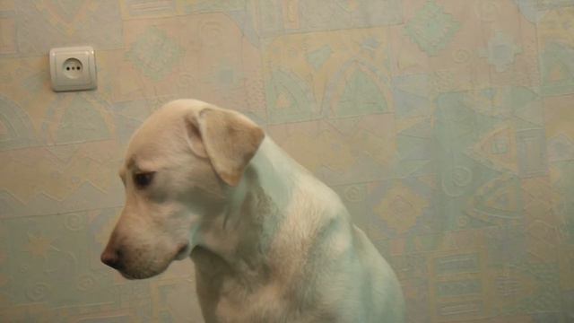 что можно для лабрадора и что нельзя смотреть онлайн